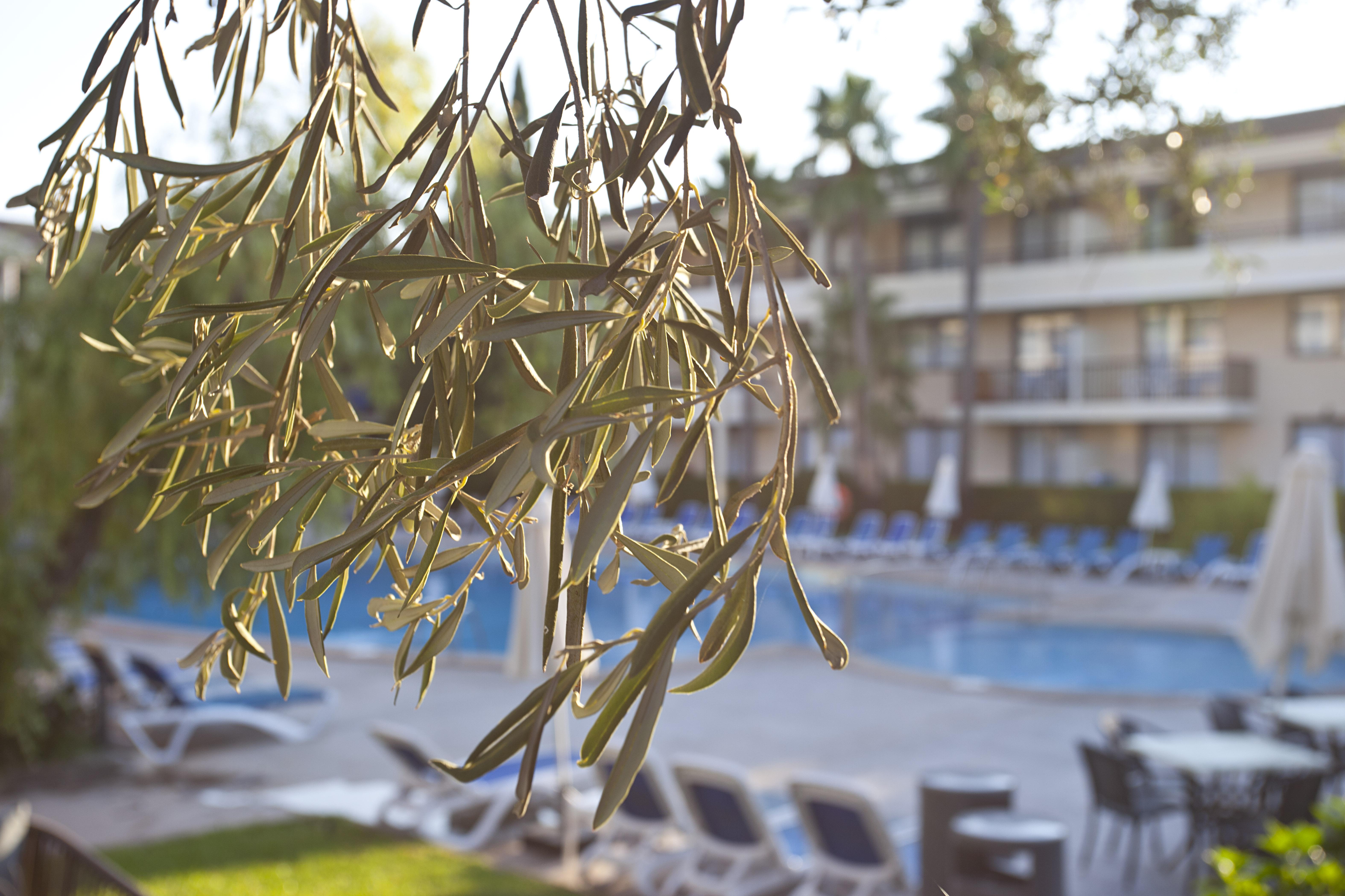 Hotel Bahia Pollensa Поланко Экстерьер фото